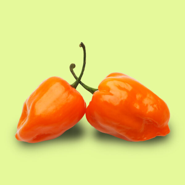Ají Habanero Naranja