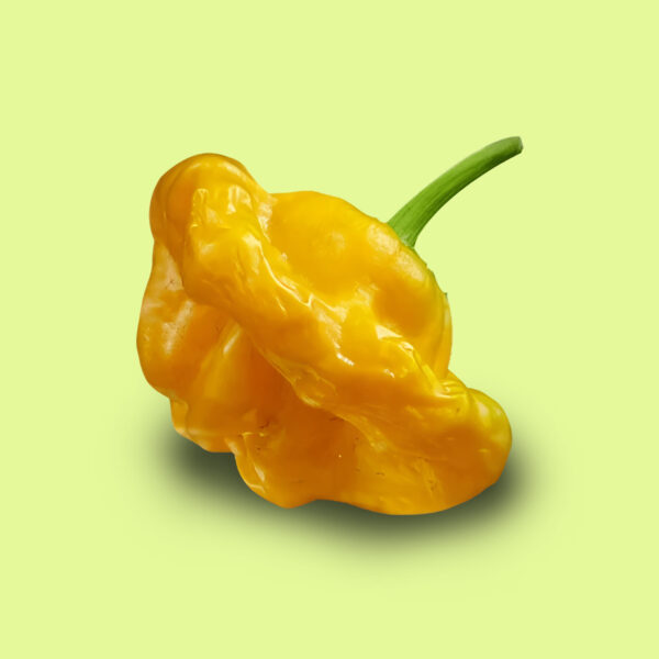 Ají Jamaican Yellow Mushroom