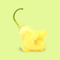 aji_white_fantasy