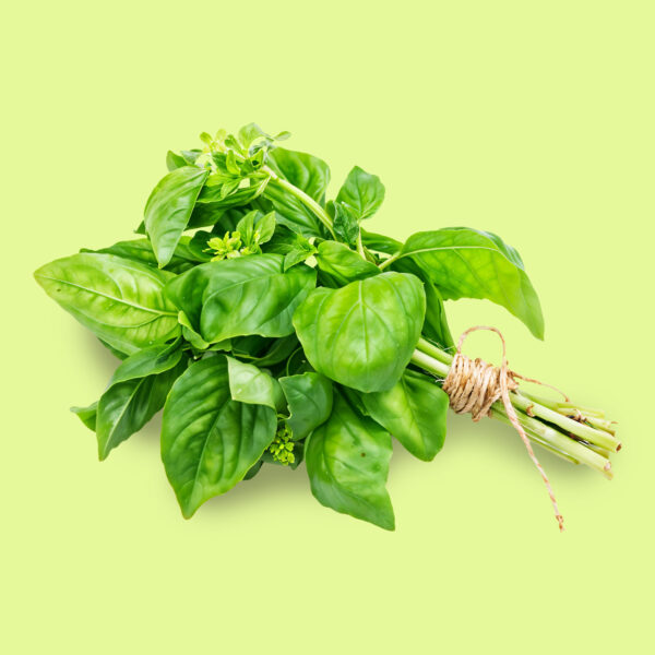 Albahaca Genovesa