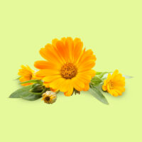 calendula
