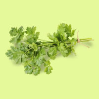 cilantro