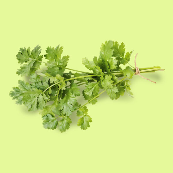Cilantro / Coriandro