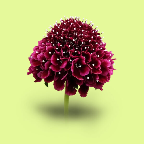 Escabiosa