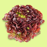 lechuga-cuatro_estaciones