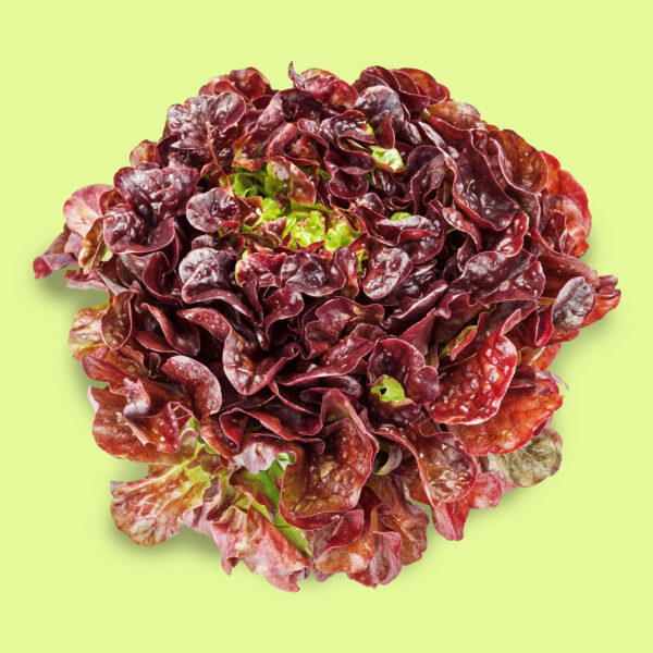 Lechuga Cuatro Estaciones