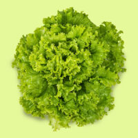 lechuga-grand_rapid