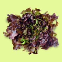 lechuga-hoja_roble