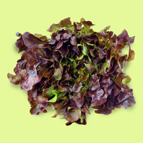 Lechuga Hoja de Roble