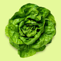 lechuga-mantecosa_divina
