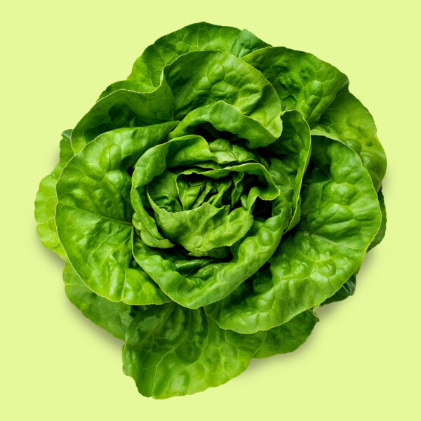 Lechuga Mantecosa Divina