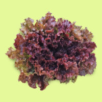 lechuga-new_red_fire