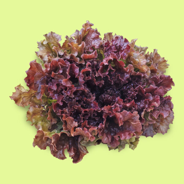 Lechuga New Red Fire