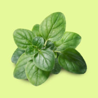 oregano