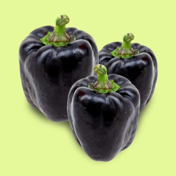 Pimiento / Morrón Negro