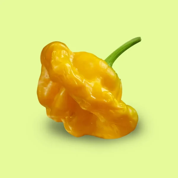 Ají Jamaican Yellow Mushroom