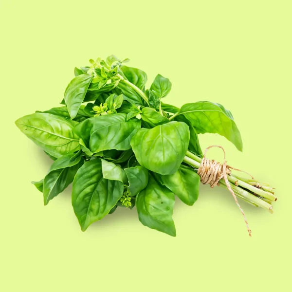 Albahaca Genovesa