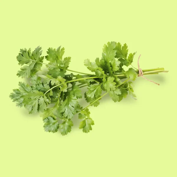 Cilantro / Coriandro