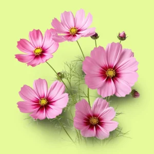 Cosmos