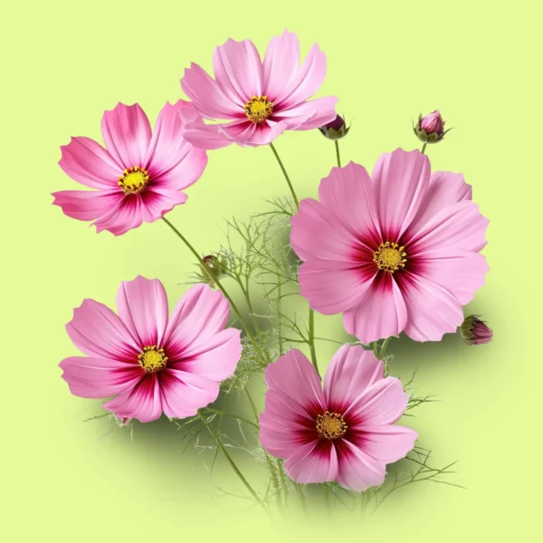 Cosmos