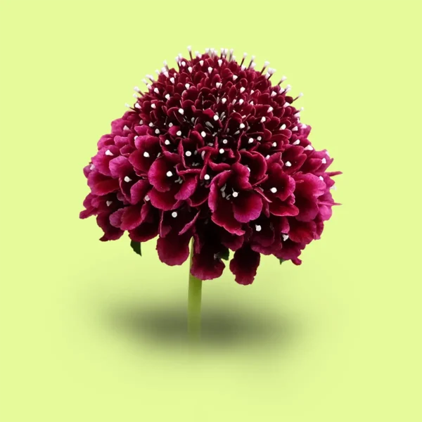 Escabiosa