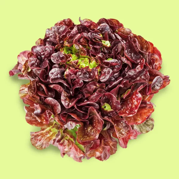 Lechuga Cuatro Estaciones