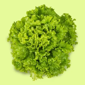 Lechuga Grand Rapid
