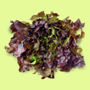 Lechuga Hoja de Roble