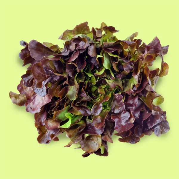 Lechuga Hoja de Roble