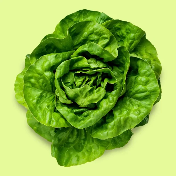 Lechuga Mantecosa Divina