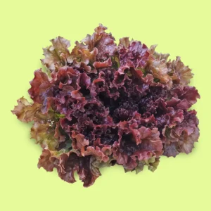 Lechuga New Red Fire