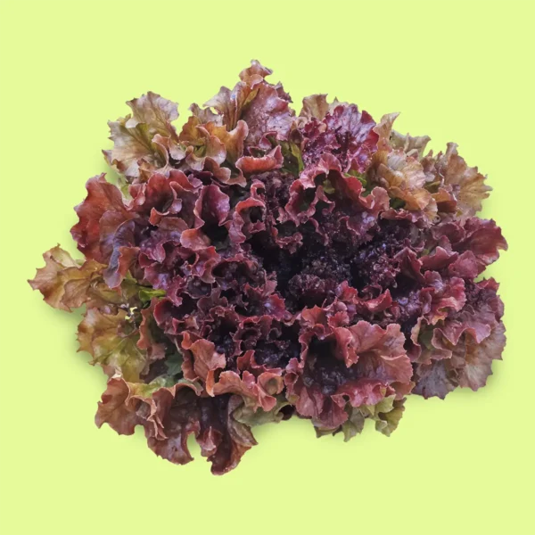 Lechuga New Red Fire