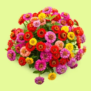 Mix Zinnias