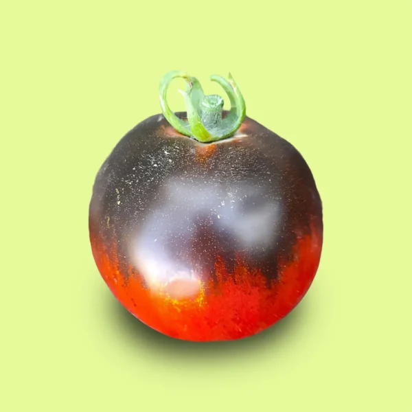 Tomate Blue Ball