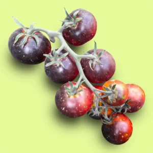 Tomate Blue Streack