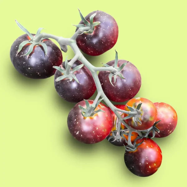 Tomate Blue Streack