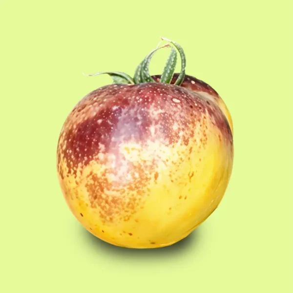 Tomate Blue White Risque