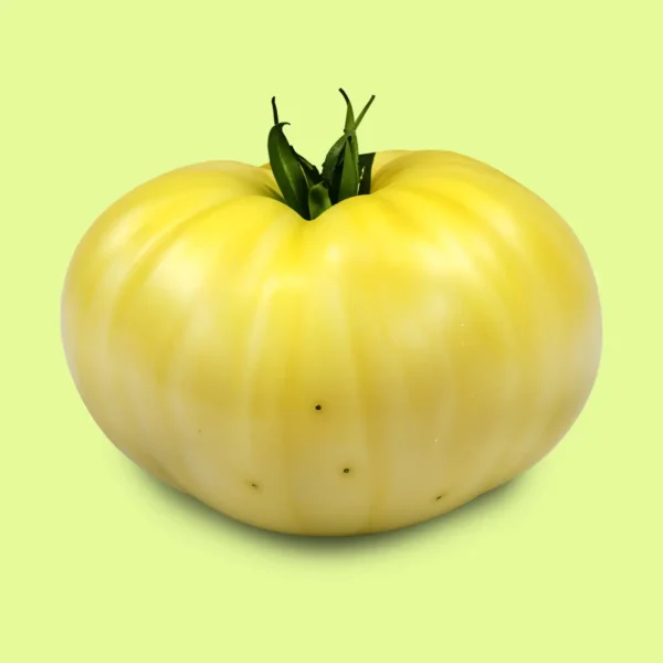 Tomate Cherokee Blanco