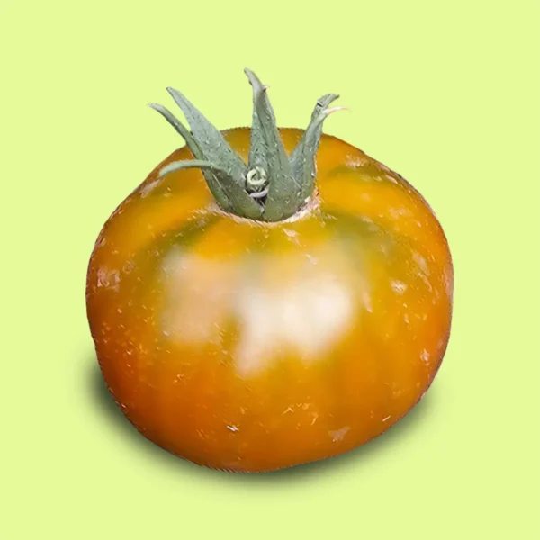 Tomate Cherokee Green