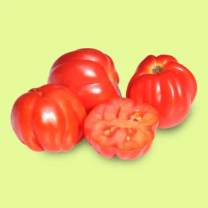 Tomate Cherry Acordeón