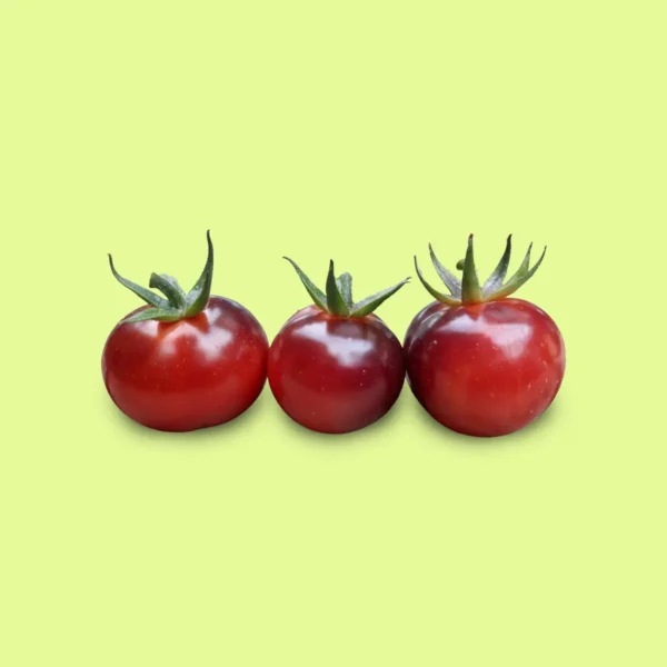 Tomate Glossy Rose Blue