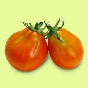 Tomate Japanese Orange Trifele