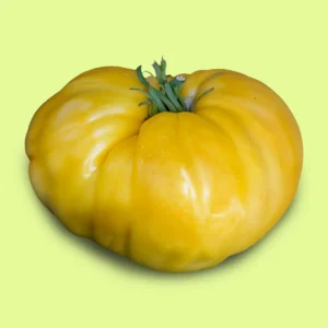 Tomate Mary Robinson