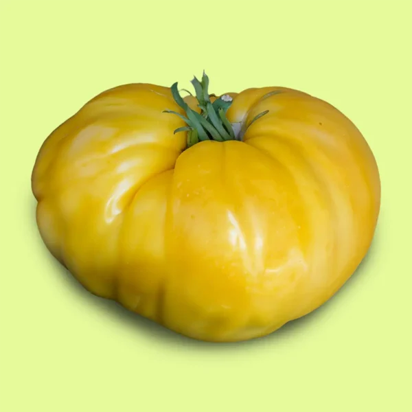 Tomate Mary Robinson