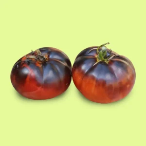 Tomate Osu Blue