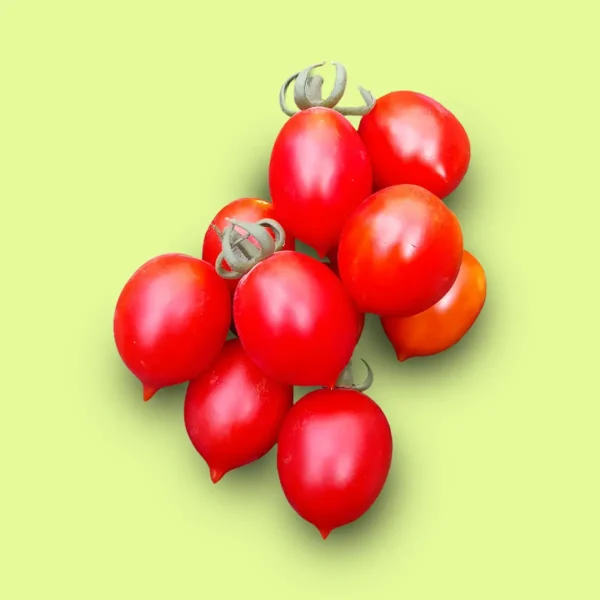 Tomate Príncipe Borghese