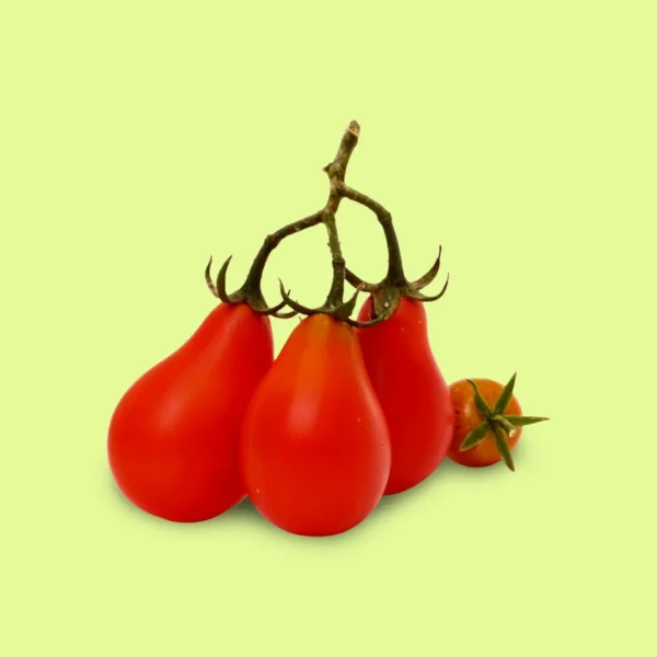 Tomate Red Pear