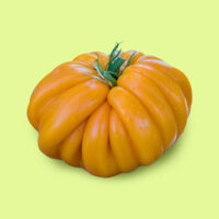 tomate-belleza_florentina