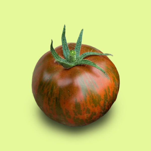 Tomate Black Zebra