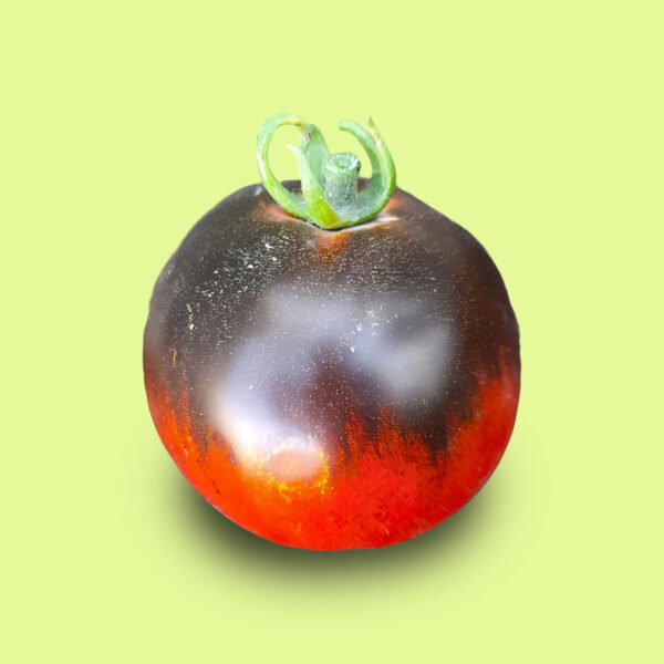 Tomate Blue Ball